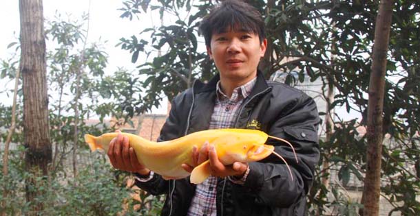 男子钓到罕见金黄色鲶鱼 通体晶莹剔透
