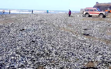 新华网陕西频道图片 : 俄罗斯降温数万尾沙丁鱼