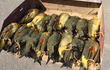 湖北20只 相思鸟 疑 集体 撞墙  自杀  死因不明_新