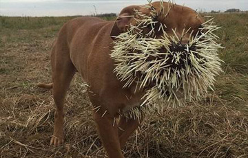 新华网陕西频道图片 : 长沙最萌小和尚 看完被
