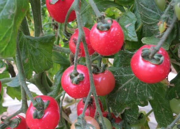 华州西红柿种出儿时老味道