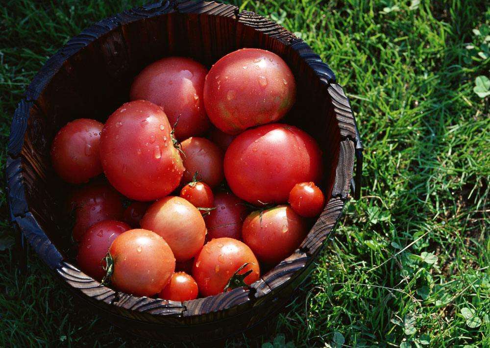品味儿时的味道 华州水果西红柿熟了
