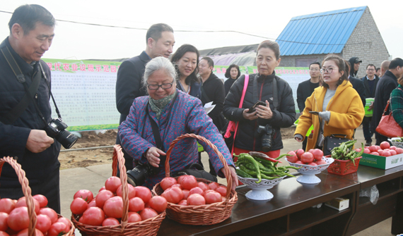 华州“水果西红柿”熟了品鉴活动举办