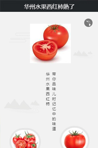 華州水果西紅柿熟了