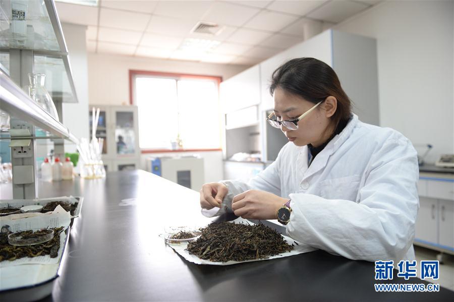 陕西中茯茶叶研究所的技术人员检测茯茶茶样的茶梗量