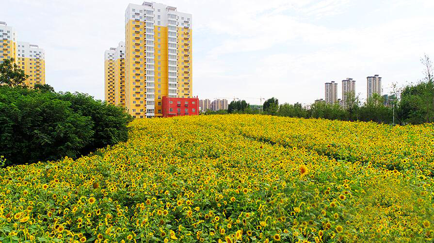 航拍浐灞向日葵花海灿烂绽放 仲夏一道惬意美景！