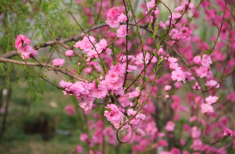 春风时节赏桃花