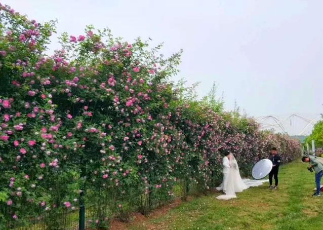 浐灞生态区春意盎然 “花墙”刷遍西安人的朋友圈