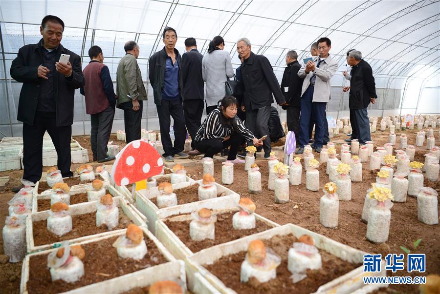 沙溪村村民在陕西杨凌天和生物科技公司生产基地内参观