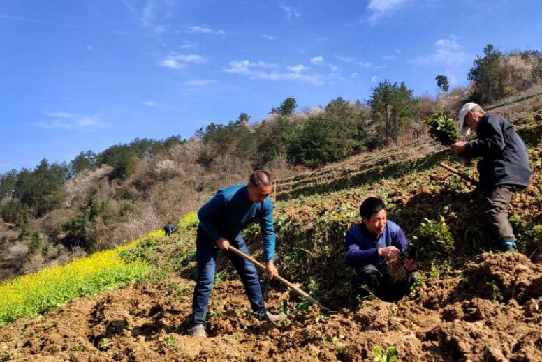 陜西平利：疫情防控不減壓 春耕生産不誤時