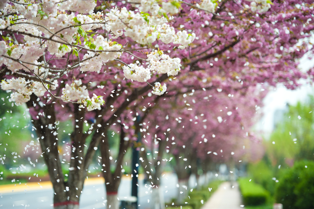 春日樱花