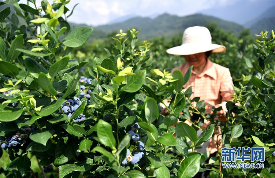 莓類産業助增收