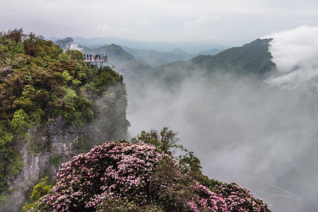 漢中龍頭山：雲中杜鵑更嬌美