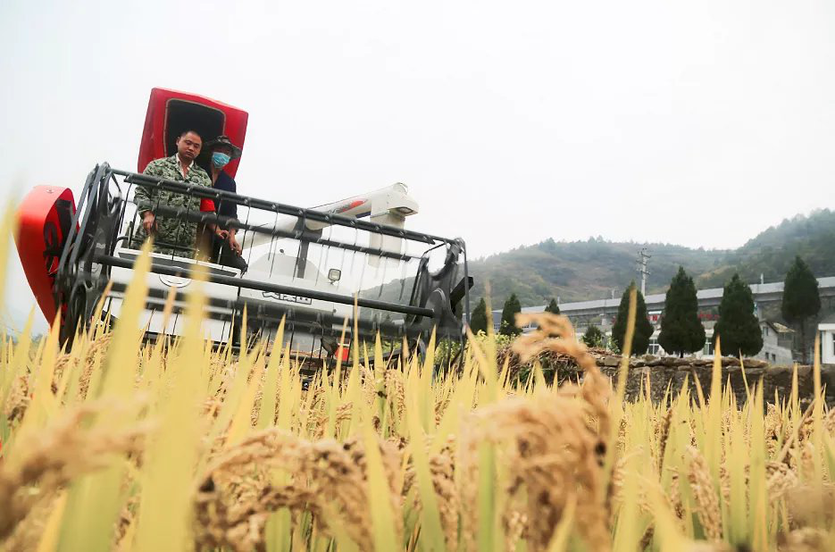 安康石泉引入江南水稻 群众种植增收助脱贫