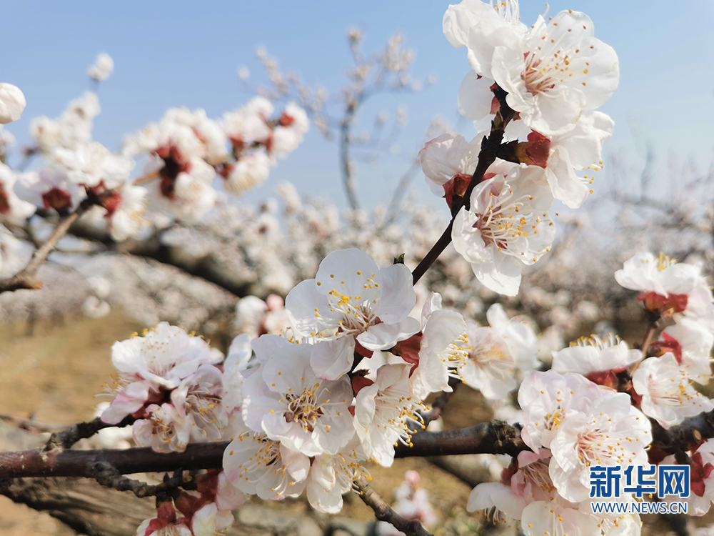 西安鄠邑：杏花开迎春来