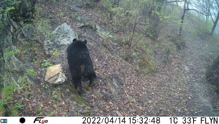 秦岭太平峪现国家二级保护动物亚洲黑熊