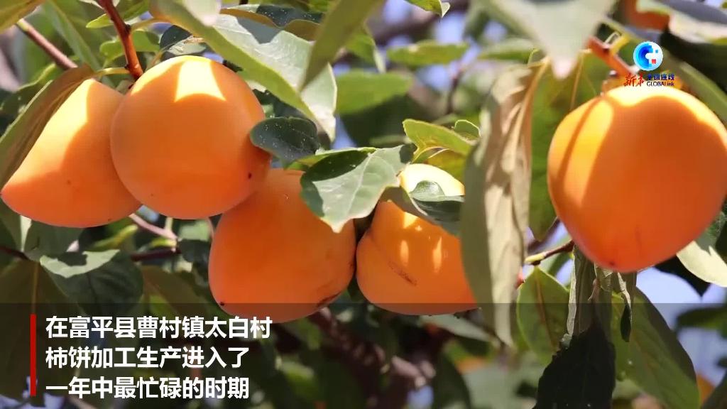 甜蜜柿饼成为中国西北乡村特色产业