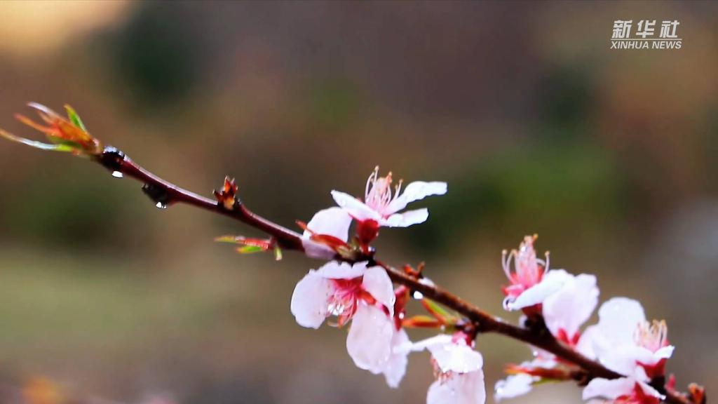 西岳華山：山桃花開 燦若雲霞