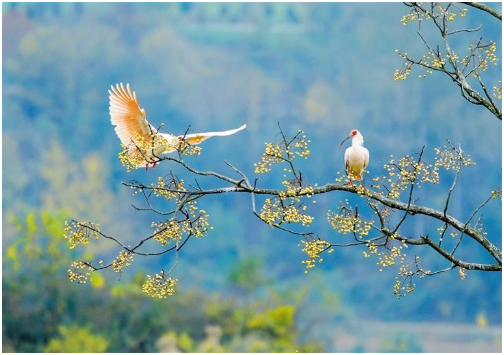 572種！陜西鳥類40余年新增200多種