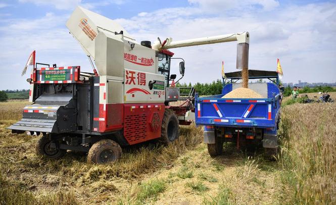 新華全媒+|陜西關中：搶抓雨歇保夏收